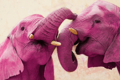 O empreendedorismo do Elefante Cor-de-Rosa